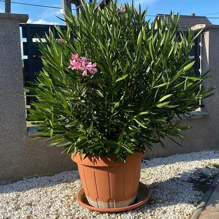 Pipacs Vendeghaz Apartament *
